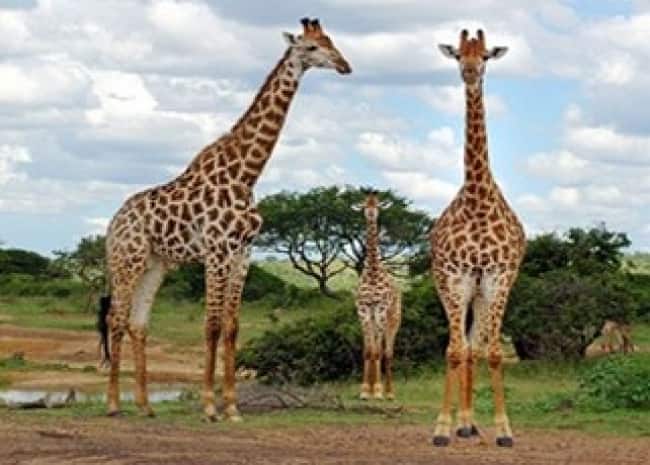 ESCAPE A SUDAFRICA | ENERO Y FEBRERO - Soltur viajes